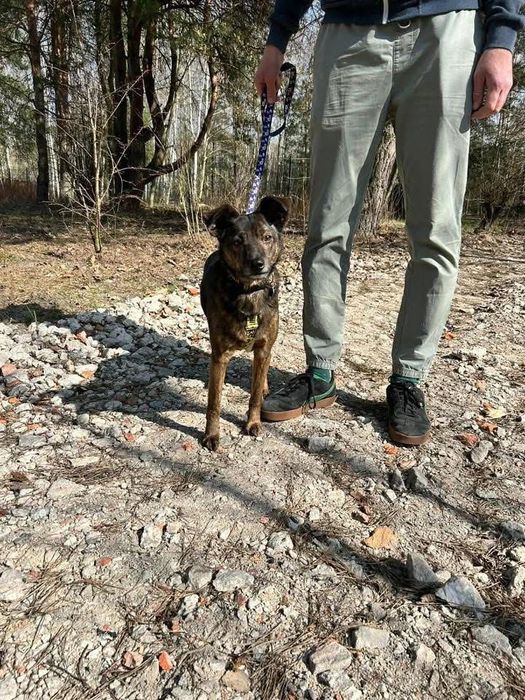 Do adopcji uroczy Benek