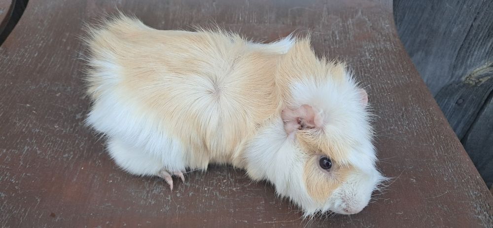 Świnki morskie, samczyki, kawia domowa.