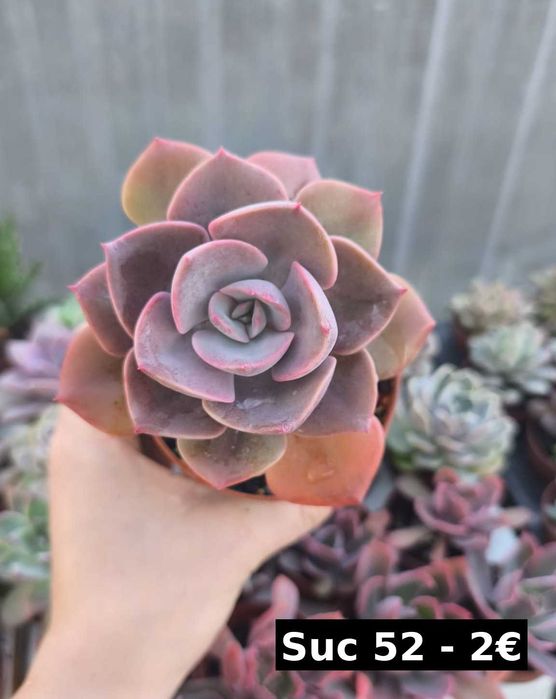Suculentas lindas: echeverias, aeonium, variegata etc