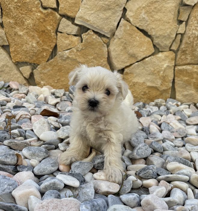 Linda Bichon Maltes