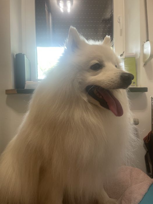 Strzyżenie i pielęgnacja psów i kotów hotel dla zwierząt