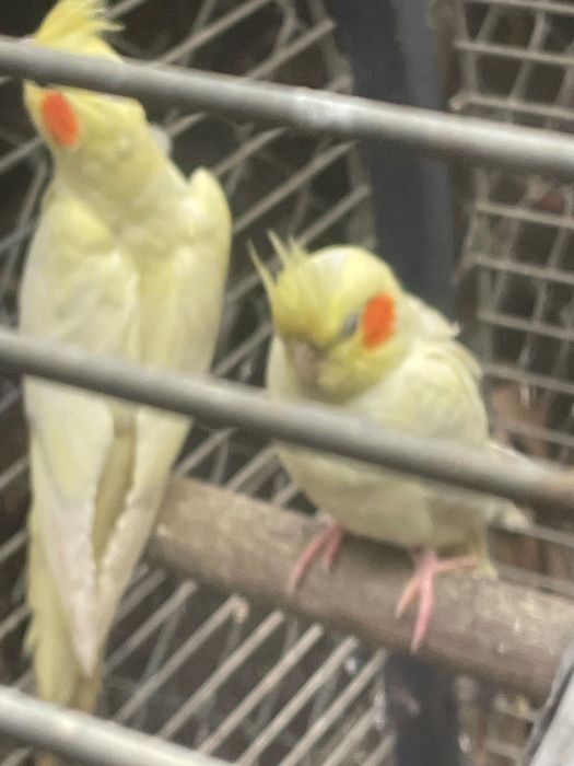 Caturras novas bonitas para venda ou troca