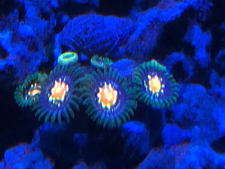 Vendo zoanthus stargazer