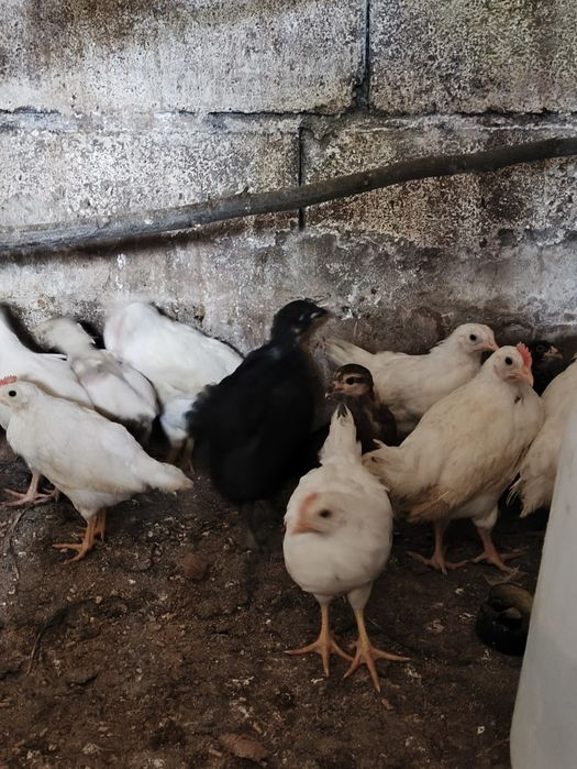 Pintos leghorn branca