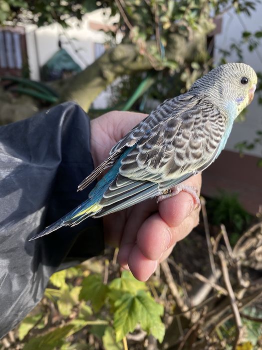 Periquito domesticado com gaiola exclusividade