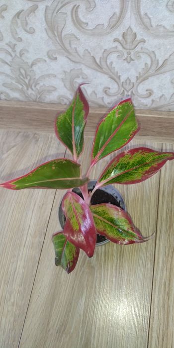 Аглаонема продам