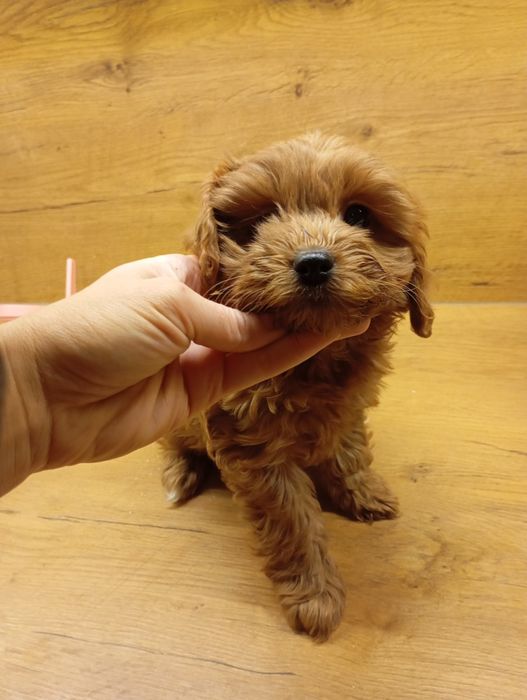 Cavapoo suczka rodowód  chip