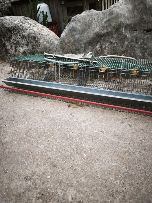 Jaulas para codornizes reprodutoras