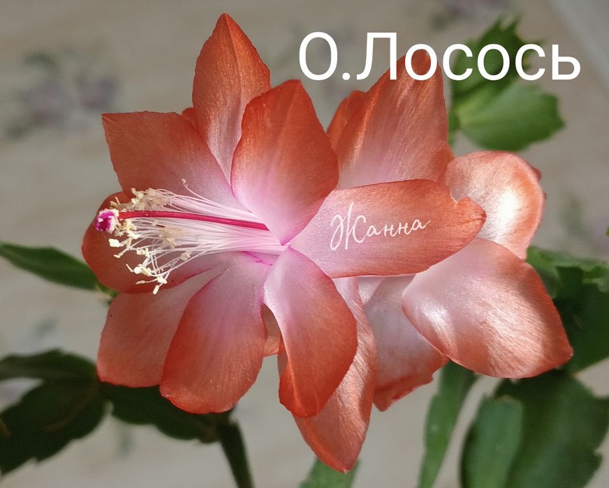 Шлюмбергера червона