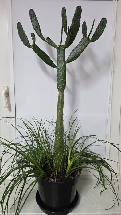 Opuncja wys. - 87 cm, duży okaz