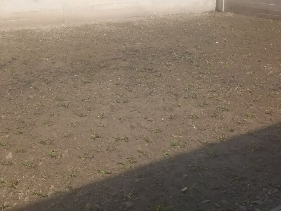 Relva graminha brasileira