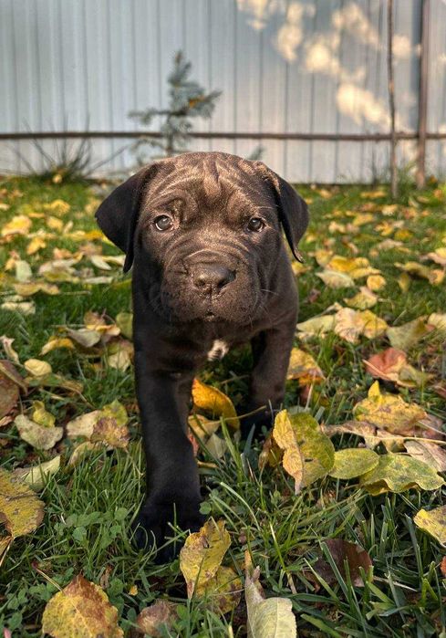 Продам щенятко Кане Корсо