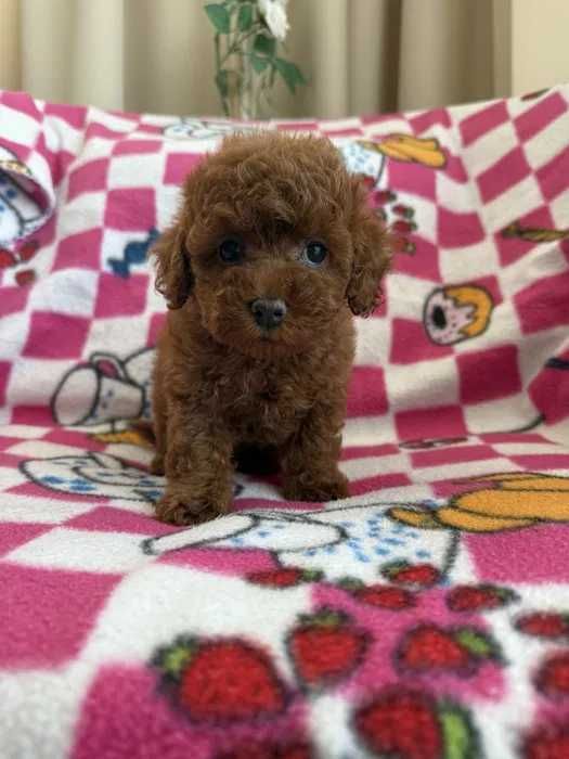 Poodle red disponível