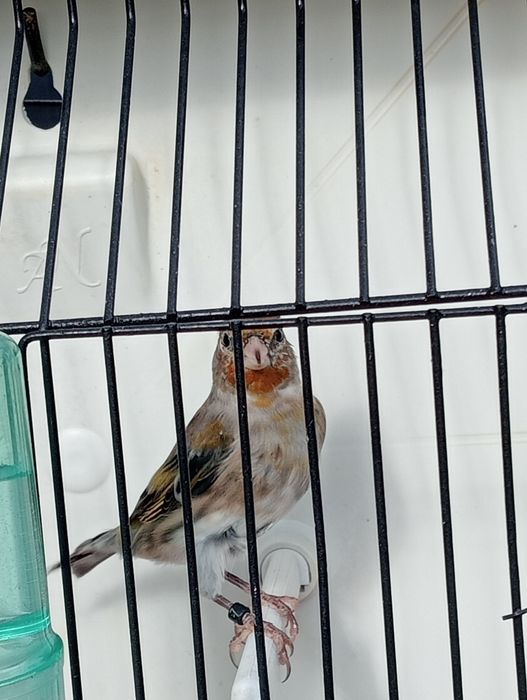 Híbridos /Mestiços