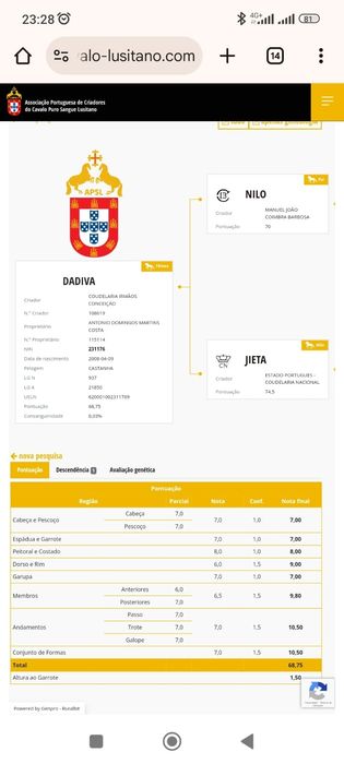 Eguas lusitanas puro