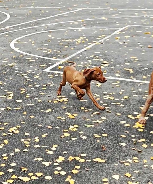 Угорська вижла/ розплідник КСУ-FCI/ Венгерская выжла