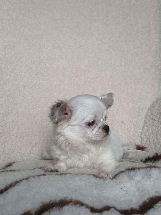 Цуценя чихуахуа, хлопчик