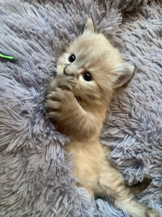 Кошення в хороші руки