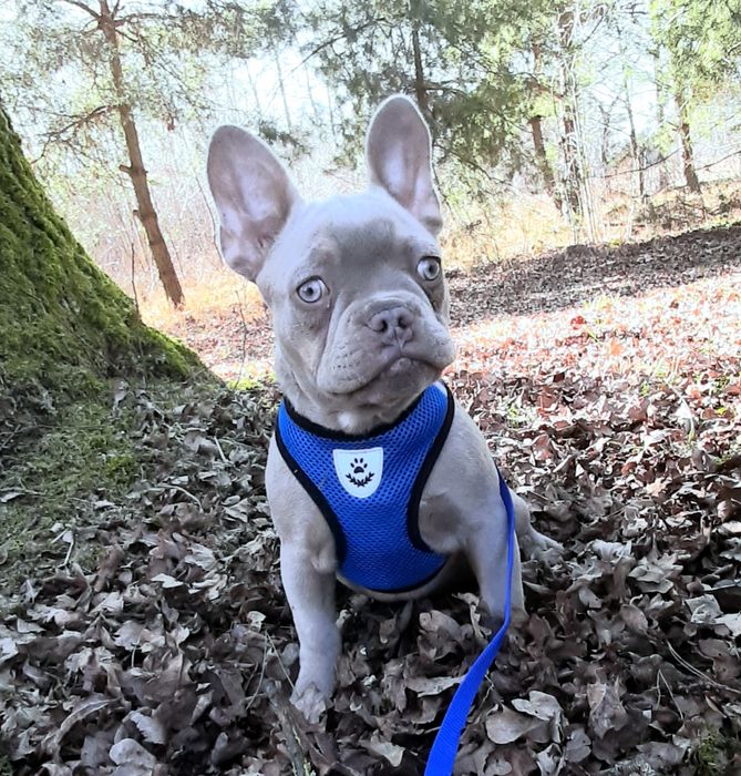 Buldog francuski suczka isabella