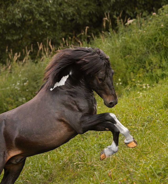 Stanówka hucuł srokaty wysoki huculski