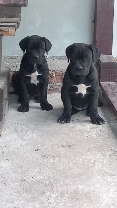 Красуні кане корсо