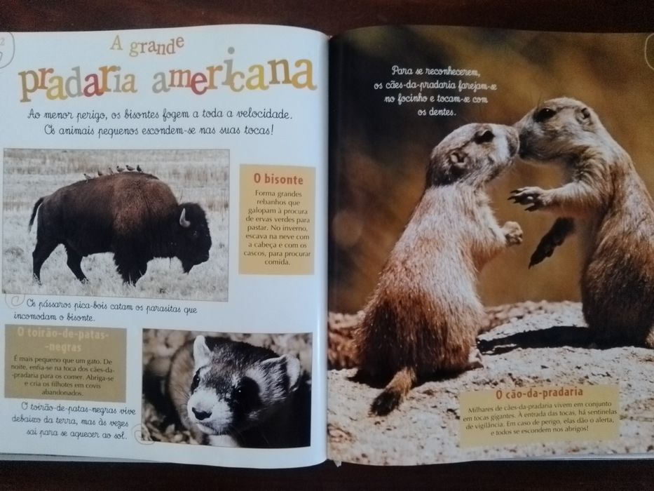 Livros didáticos infantis