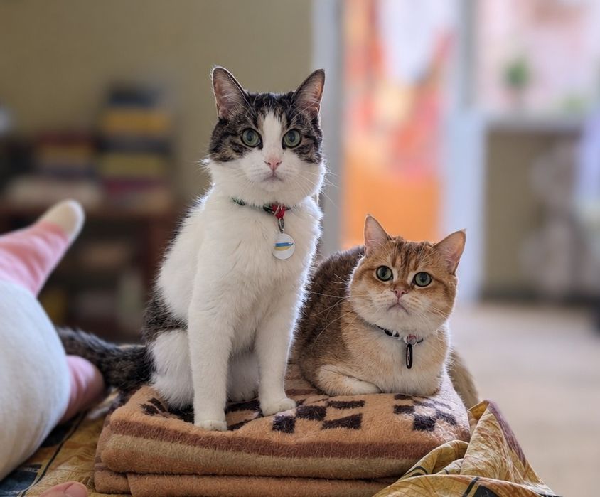 Котоняня. Догляд за котами.