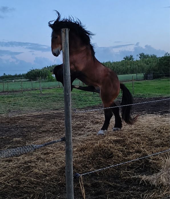 Cobricoes Percheron/Hispano Breton