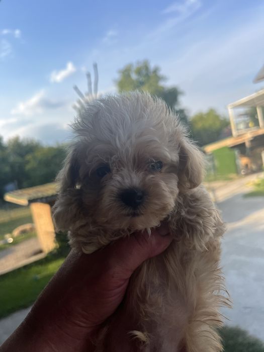 Цуценята мальтіпу F1