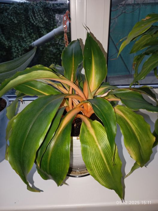 Хлорофітум оранж
