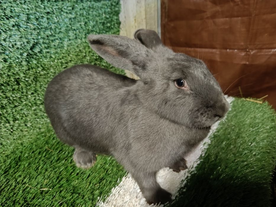 Królik srokacz olbrzymie