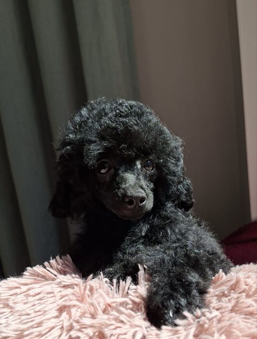 Pudel Toy  suczka