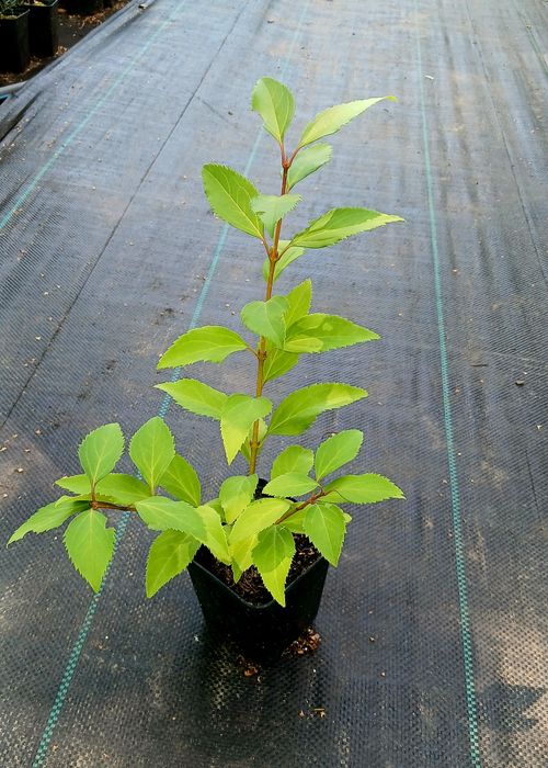 Дерен, флокс, спірея, бересклет, будлея, вейгела, плющ гурт листяні