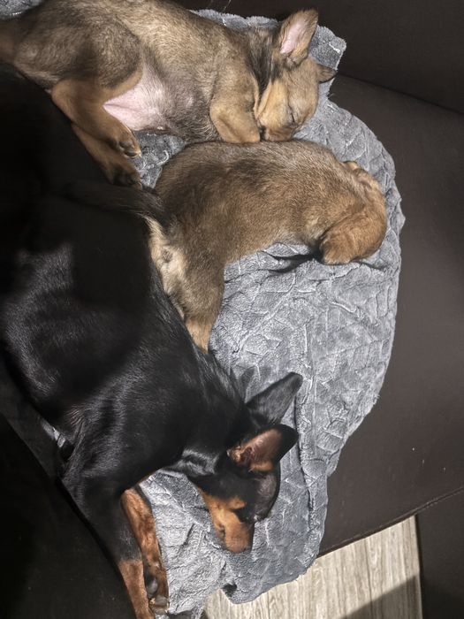 Oddam pieski  samodzielne