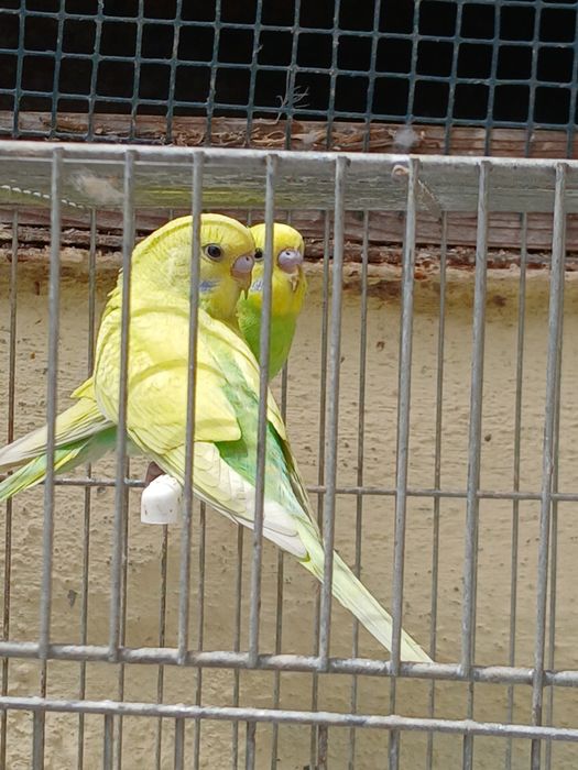 Lindos Piriquitos