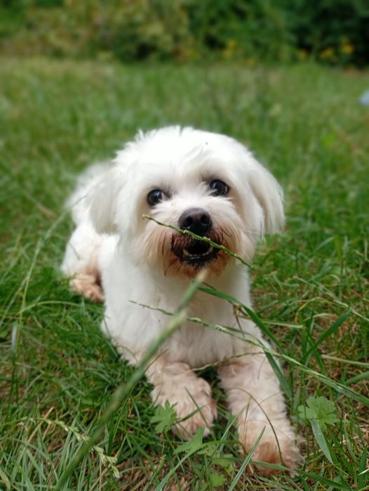 Tobi mały maltańczyk do adopcji