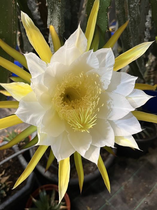 Mudas pitaya  autopolinizante com raiz