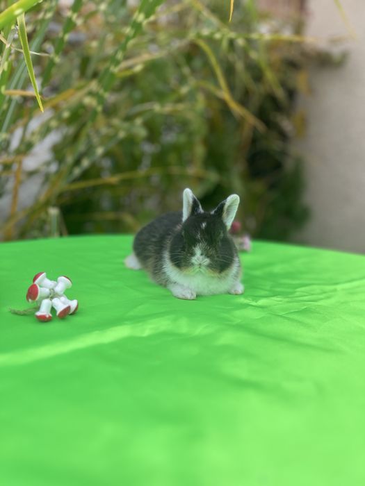 Нідерландс.карлик.Голландська дівчинка