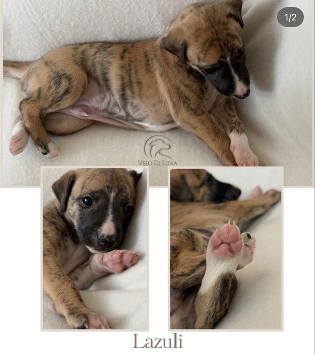 Chart angielski Whippet Samiec ZKWP/FCI
