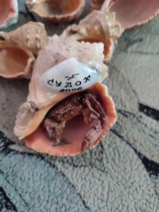 Ракушки, мушля , Судак