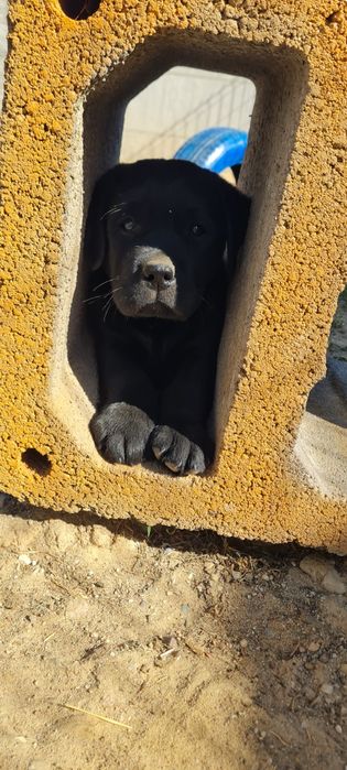 Czarny samiec Labrador Retriever ZKwP FCI