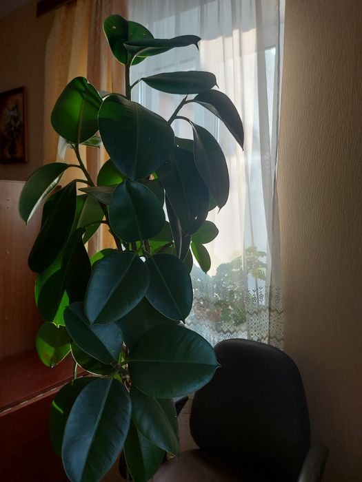 Фікус. Кімнатна рослина