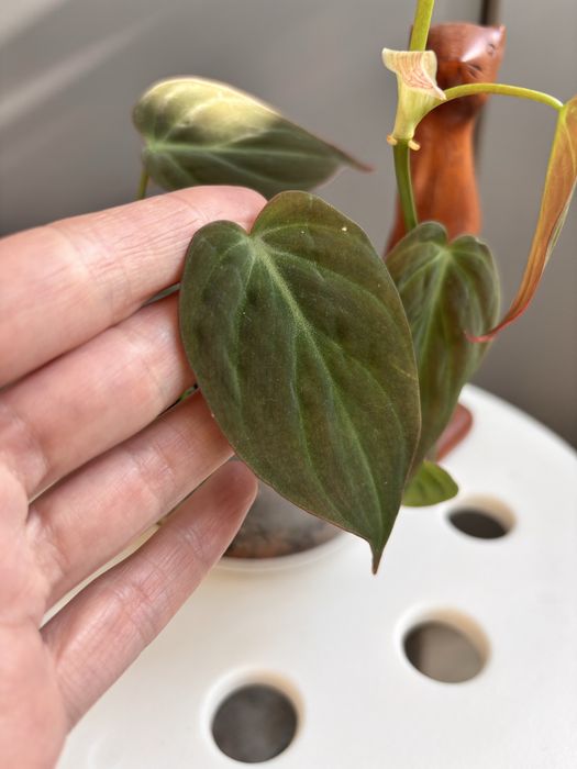 Філодендрон Міканс Philodendron Scandens Micans