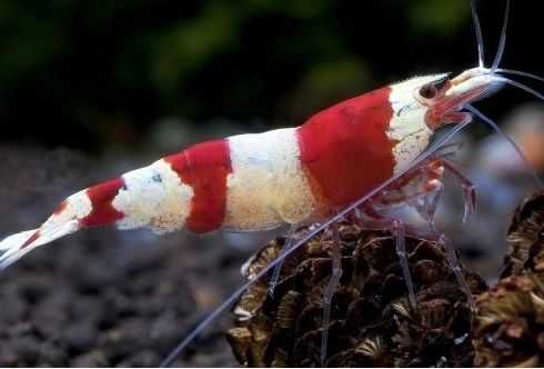 Krewetki Crystal Red i Blac tylko 7 zł