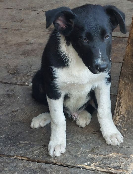 Piesek Border collie