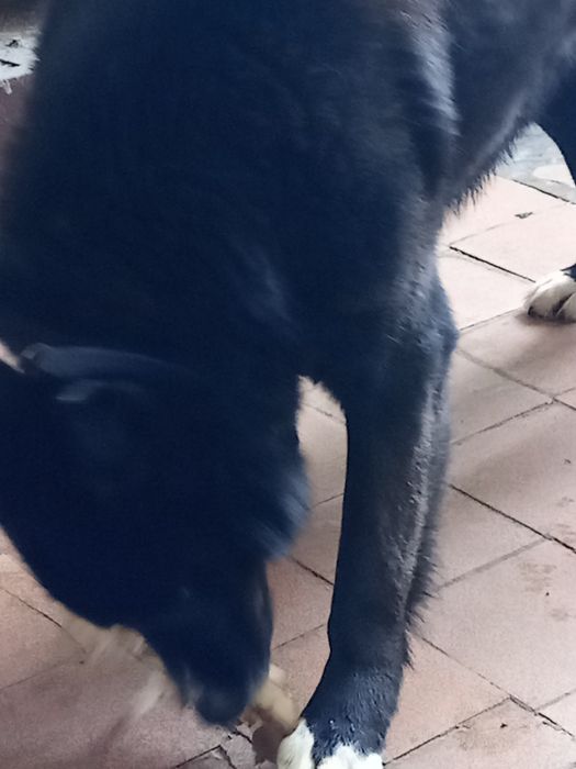 Продам девочку 2 год