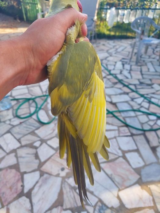 Algumas Aves para saírem