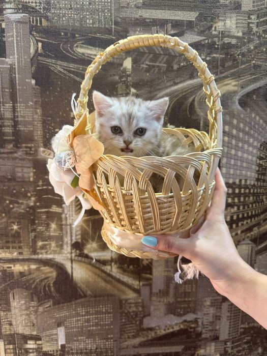 Шотландські кошенята