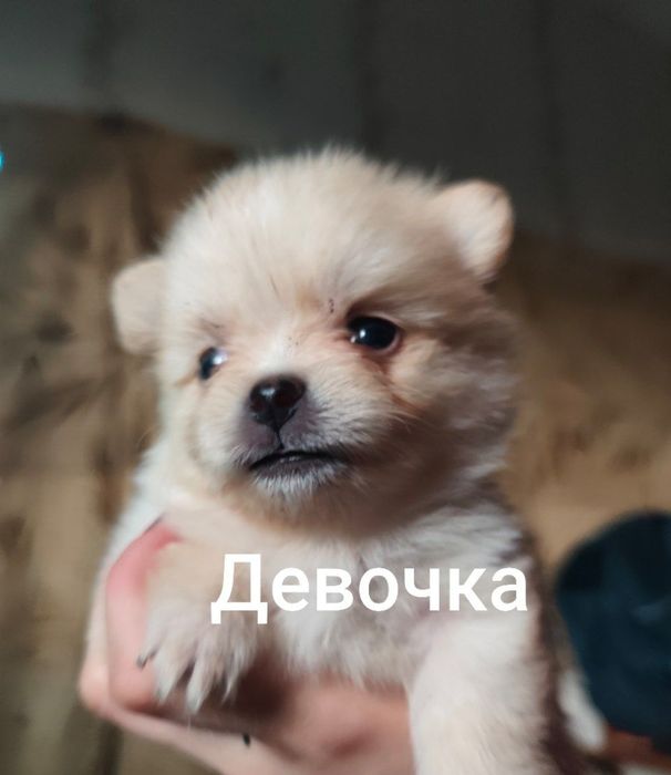 Продам померанских шпицов