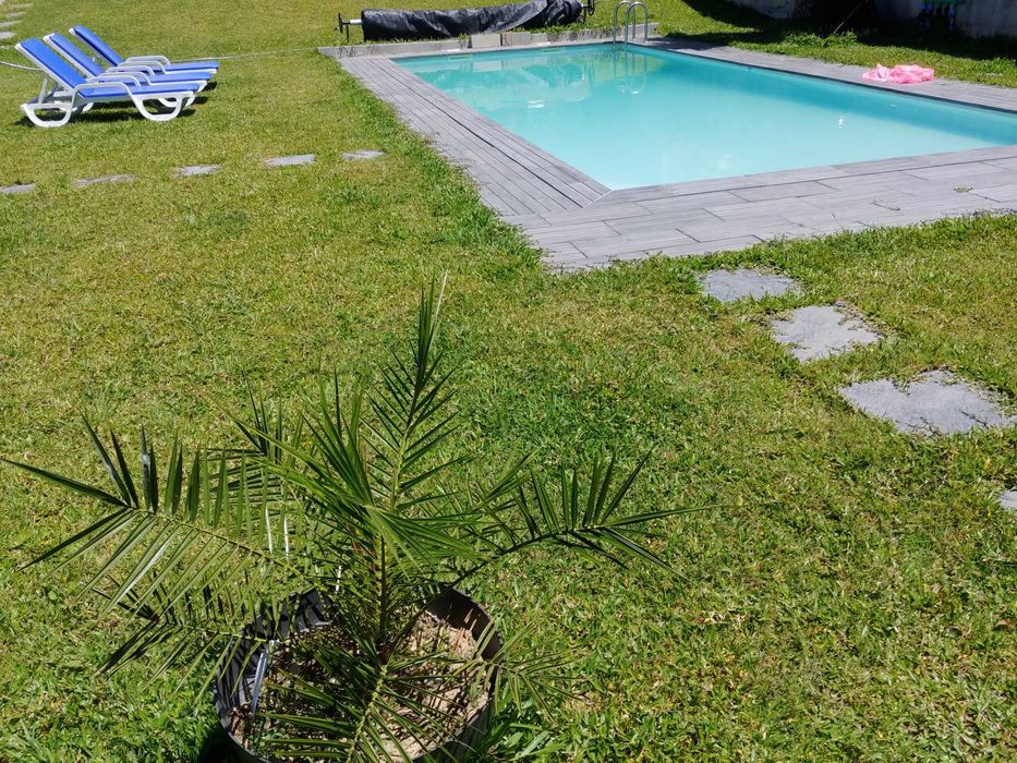 Relva brasileira - Grama São Carlos - 112 pés € 9,90